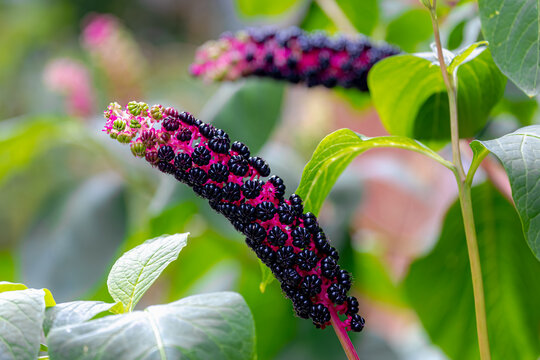 Selective focus of dark red purple berries fruits, Phytolacca acinosa in garden with green leaves, The Indian pokeweed is a species of flowering plant in the family Phytolaccaceae, Natural background.