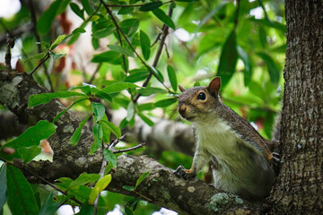 squirrel on a branch