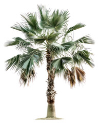 Fototapeta premium PNG Tropical palm tree illustration