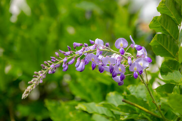 Wisteria sinensis flower or Blue rain, Wisteria is a genus of flowering plants in the legume family...