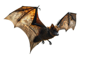 Flying Pipistrelle bat action shot of hunting animal transparent background or PNG file. This species is know for roosting and living in urban areas in Europe and Asia.