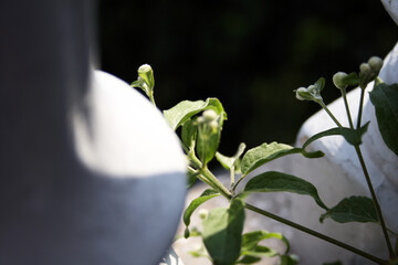 Obraz premium white and green plant on gray balcony 