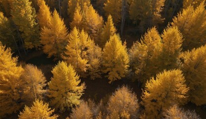 Aerial view of autumn forest with yellow-orange foliage.