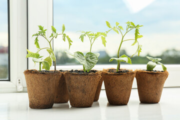 Many cucumber and tomato seedlings growing in pots on window sill