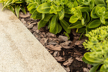 Mulching the soil with bark. Mulch of flowerbed with pine bark. Landscape design