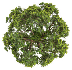 PNG  Lush green tree canopy top © Rawpixel.com