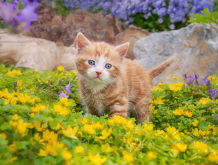 Cute red tabby and white baby cat kitten posing in the midst of yellow flowers in a garden looking curiously with beautiful blue eyes  © kathomenden