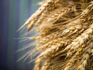 Detailed imagery of ripe wheat signifying growth, harvest time, and nature’s bounty in...