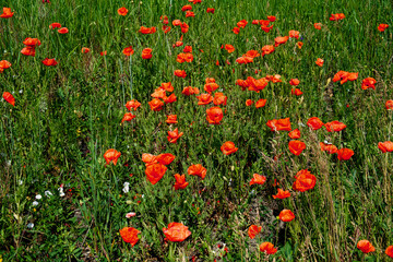 Bright red poppies stand out against a lush green backdrop of grass.