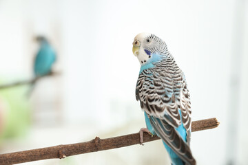 Pet parrot. Cute budgerigar sitting on stick at home