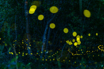 Abstract and bokeh beautiful lights firefly flying in the forest. Fireflies (Lampyridae) flying in...