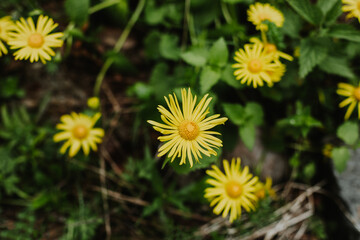 Beautiful yellow flowers Doronicum in a mountain forest.