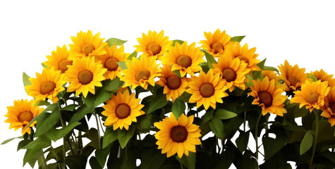 PNG Vibrant sunflowers against white background