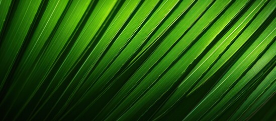 Green Palm Leaf Texture