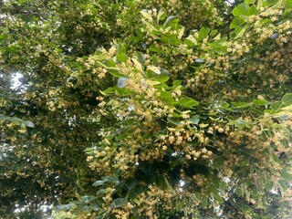 Beautiful linden tree with blossoms and green leaves, low angle view