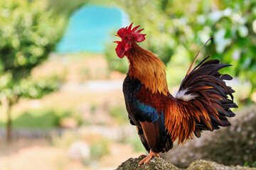 Portrait of a male colorful crowing rooster with a bright red comb
