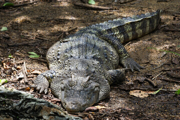 Close up crocodile is rest and sleep in garden