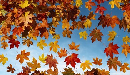 Fototapeta premium Bright autumn leaves against a clear blue sky