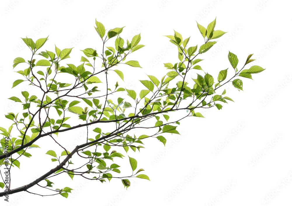 Poster png vibrant green tree branch