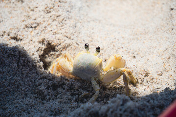 crab on the beach