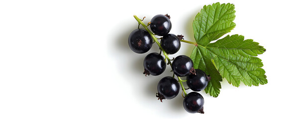 top view close up berry Black currant with leaf isolated on white background 