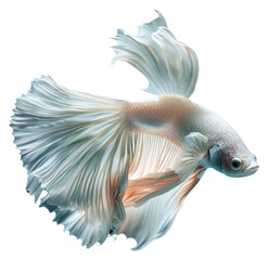 Fototapeta premium PNG Elegant white betta fish swimming