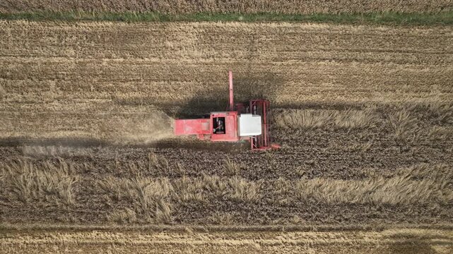 Żniwa, zbi&oacute;r zb&oacute;ż, kombajn Bizon