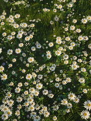 field of white daisies