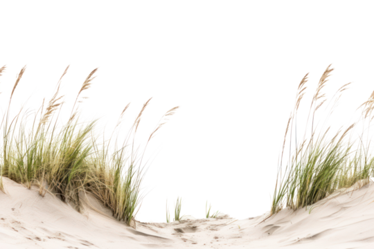 Coastal dune grassland scenery