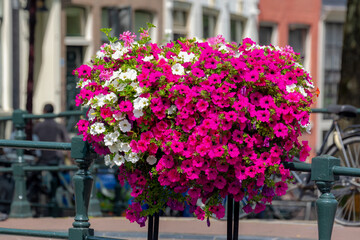Amsterdam canal bridge decorated with a bush of Petunia flowers on the railing in summer, Beautiful ornamental flowering plants with blurred view of traditional houses and bicycles, Nature background.