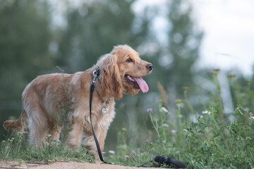 A beautiful purebred English Cocker Spaniel plays outdoors.