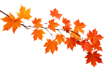 Vibrant autumn leaves on branch