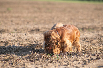 A beautiful purebred English Cocker Spaniel plays outdoors.