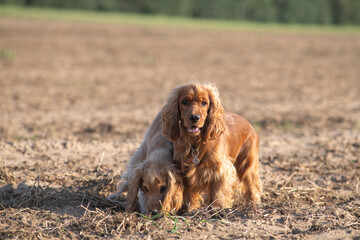 A beautiful purebred English Cocker Spaniel plays outdoors.