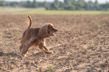 A beautiful purebred English Cocker Spaniel plays outdoors.