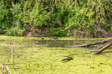 A pond overgrown with reeds and green algae.