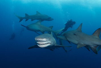 Snooty, a famous lemon shark in Florida, flashing her signature smile; created after a fishing line broke her jaw