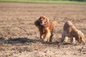 A beautiful purebred English Cocker Spaniel plays outdoors.