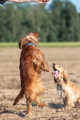 A beautiful purebred English Cocker Spaniel plays outdoors.