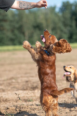 A beautiful purebred English Cocker Spaniel plays outdoors.