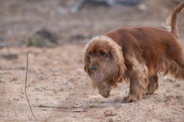 A beautiful purebred English Cocker Spaniel plays outdoors.