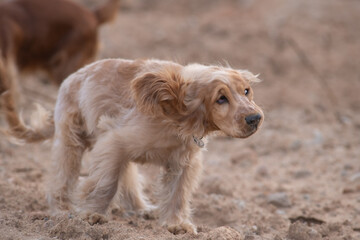 A beautiful purebred English Cocker Spaniel plays outdoors.