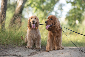 A beautiful purebred English Cocker Spaniel plays outdoors.