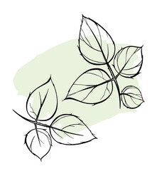 Obraz premium Vector hand drawn big rose leaves. Two elegant linear sprigs. Vintage flora. Contour plant sketch. Outline drawing. Plant illustration. Natural art for wedding invitation layout, fashion print design