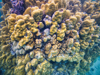 An underwater marvel in Sumatra, featuring a thriving coral reef bursting with life and color. Perfect for illustrating marine biodiversity and the beauty of oceanic ecosystems.