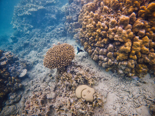 An underwater marvel in Sumatra, featuring a thriving coral reef bursting with life and color. Perfect for illustrating marine biodiversity and the beauty of oceanic ecosystems.