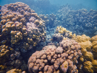 An underwater marvel in Sumatra, featuring a thriving coral reef bursting with life and color. Perfect for illustrating marine biodiversity and the beauty of oceanic ecosystems.