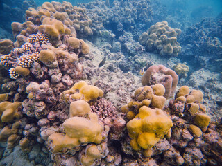 An underwater marvel in Sumatra, featuring a thriving coral reef bursting with life and color. Perfect for illustrating marine biodiversity and the beauty of oceanic ecosystems.