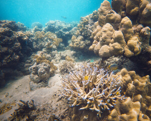 An underwater marvel in Sumatra, featuring a thriving coral reef bursting with life and color. Perfect for illustrating marine biodiversity and the beauty of oceanic ecosystems.