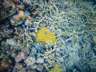 An underwater marvel in Sumatra, featuring a thriving coral reef bursting with life and color. Perfect for illustrating marine biodiversity and the beauty of oceanic ecosystems.